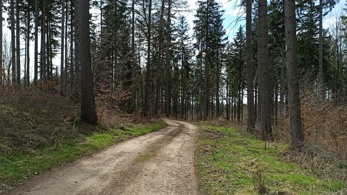 A tranquil dirt path surrounded by tall trees in a Polish forest during early spring.